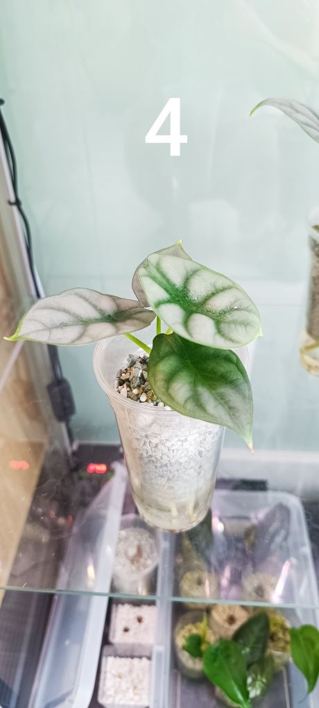 Alocasia sliver dragon/frydek/ Polly.