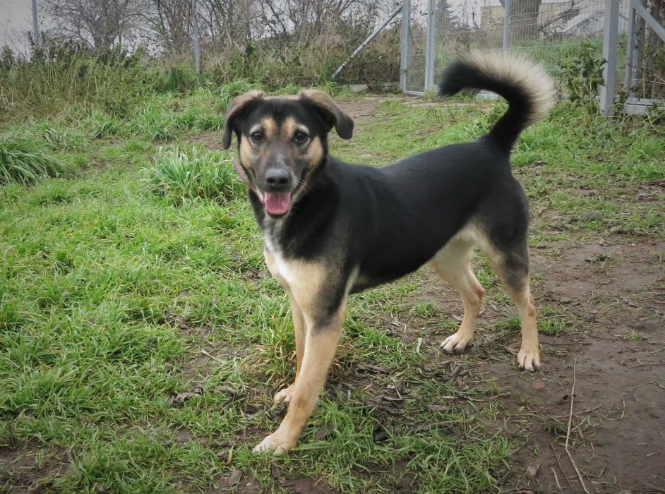 Layla, - 8 letnia suczka, potrzebuje troskliwego domu