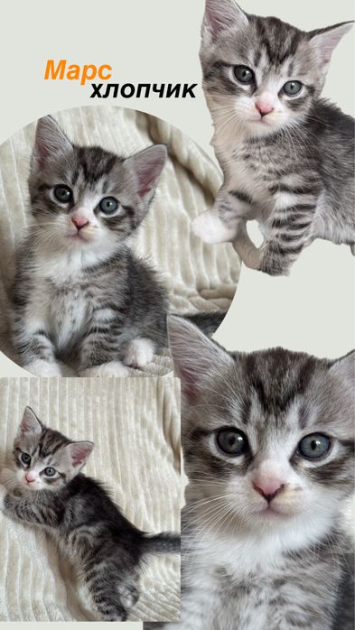 Котик кошеня в добрі руки