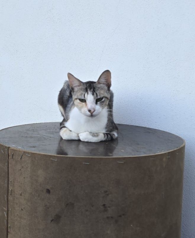 Gatos adultos para dar
