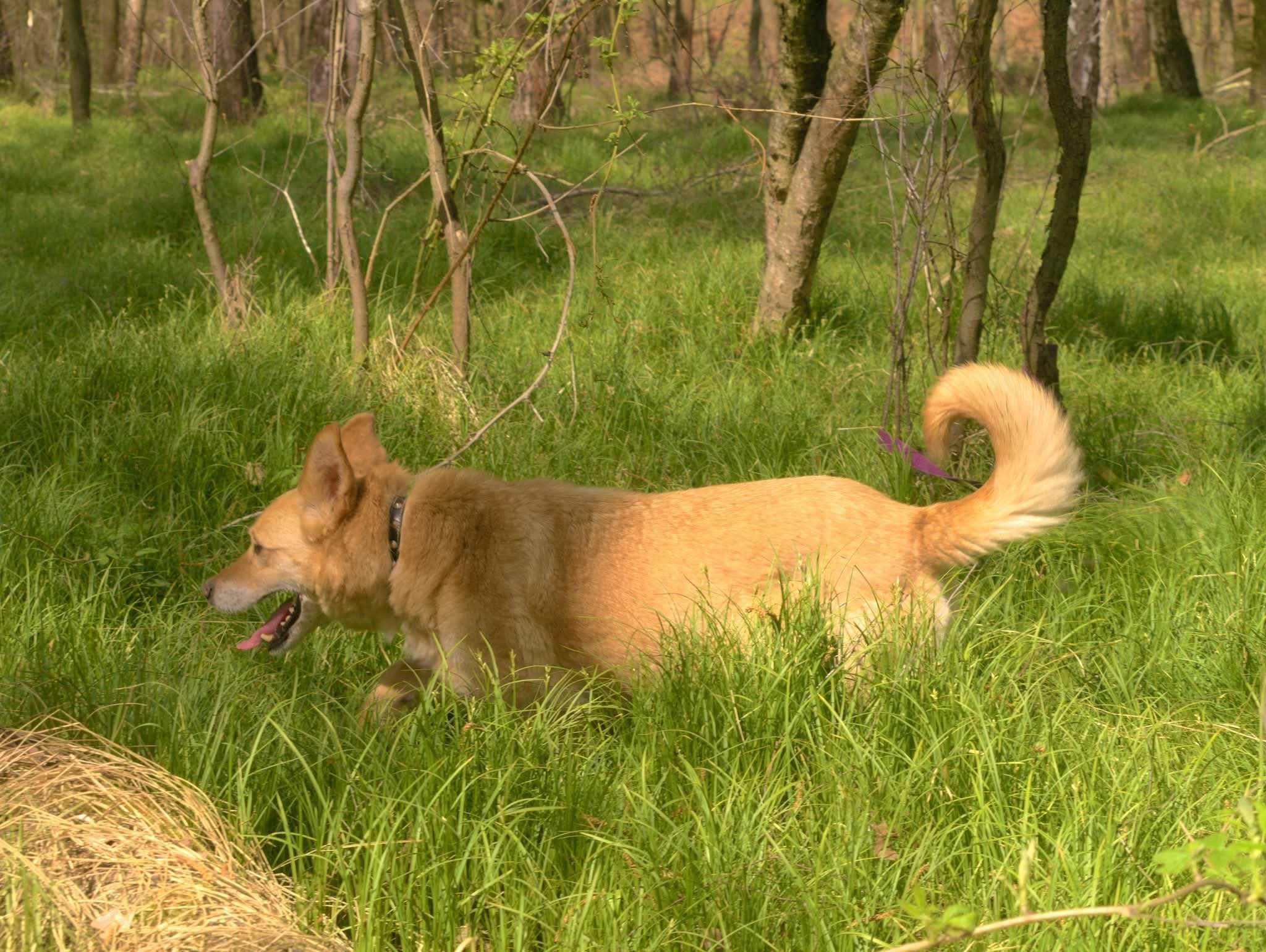 Major - przemiły pan pies ADOPCJA