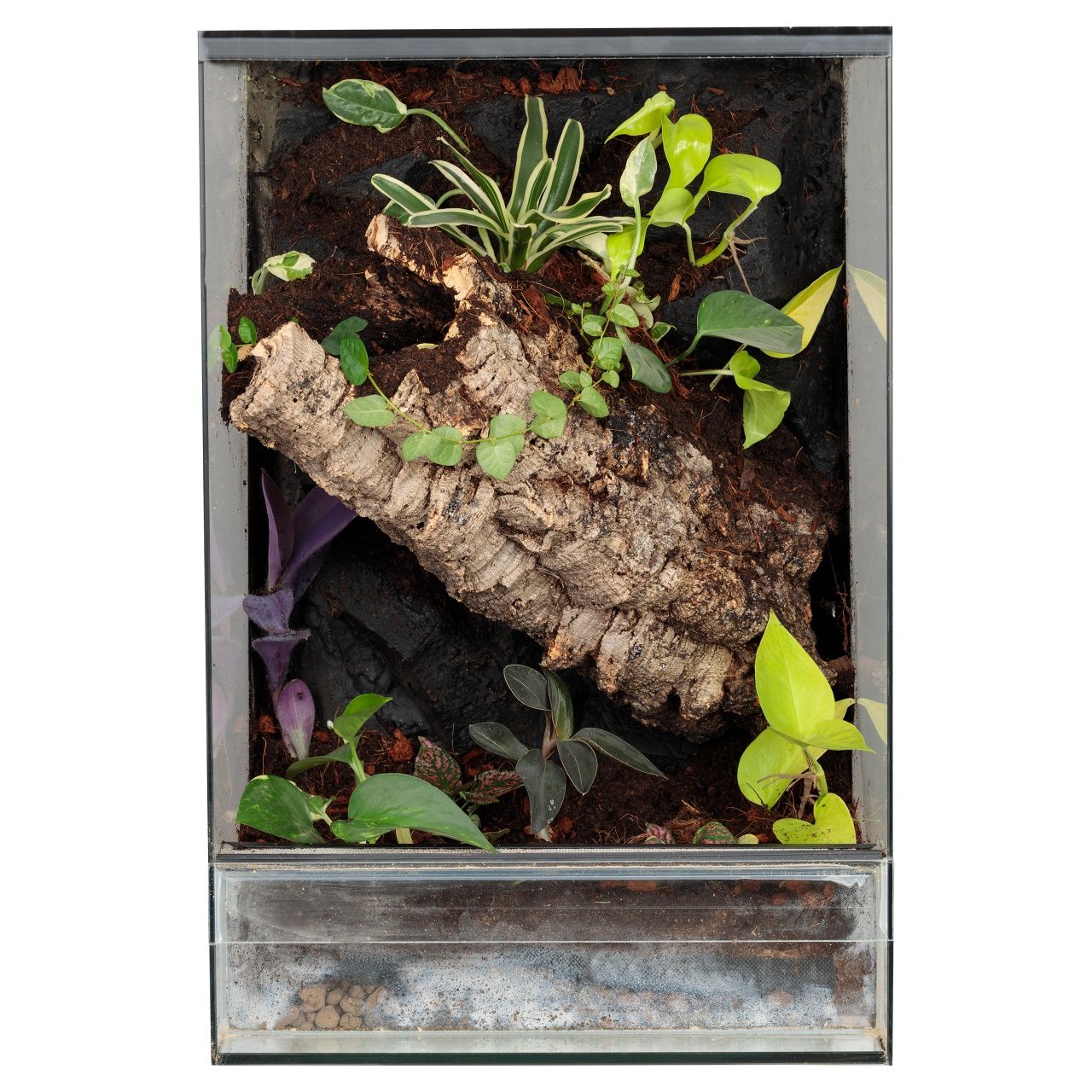 Wiwarium terrarium paludarium