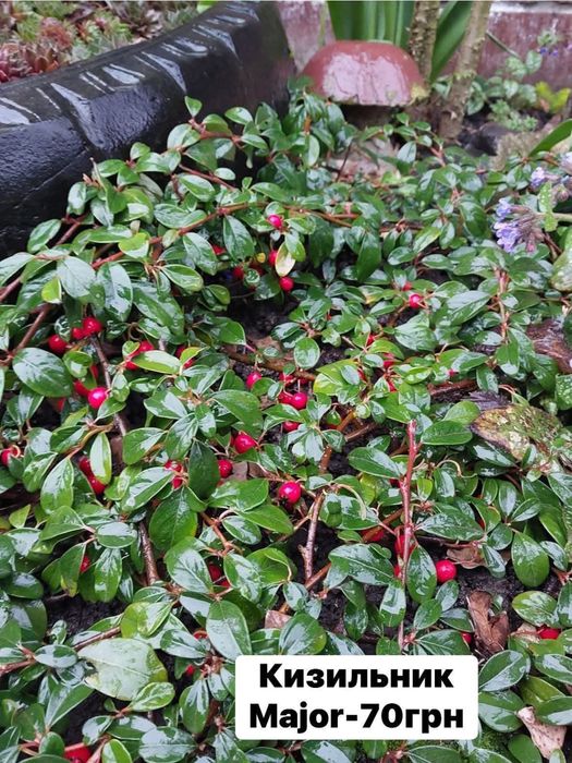 Багаторічні садові рослини