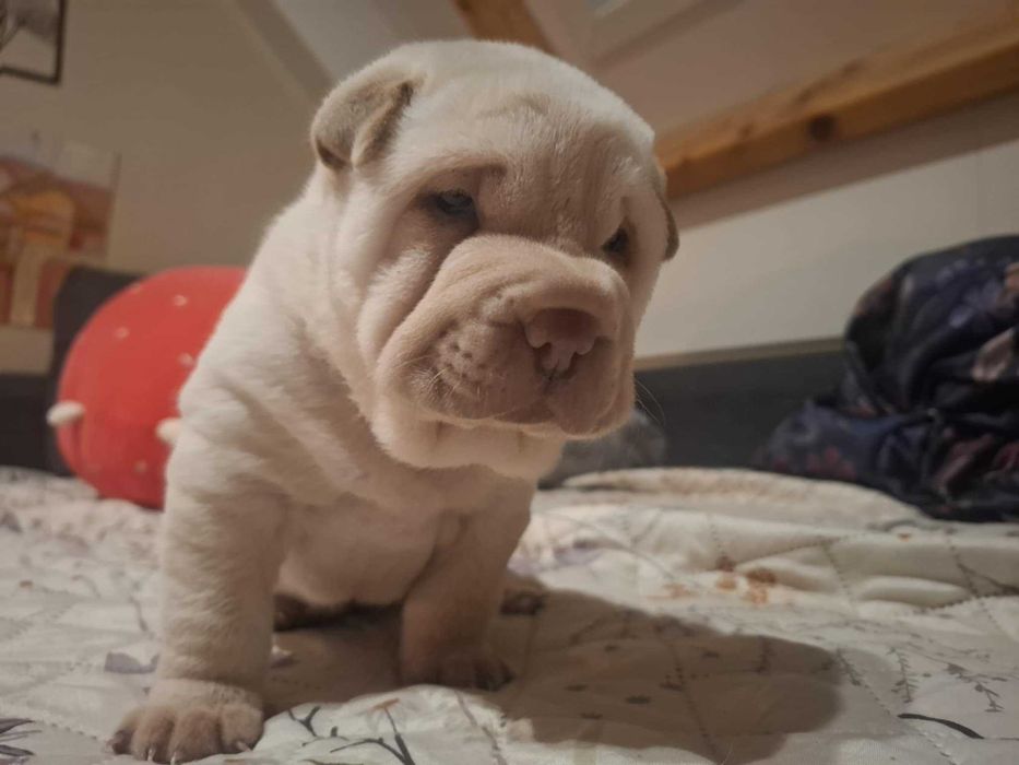 Shar pei szczeniaczek
