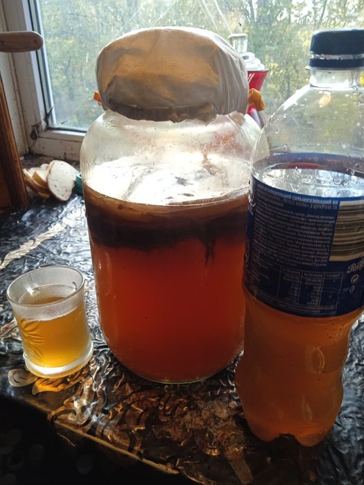 Чайный гриб камбуча недорого.