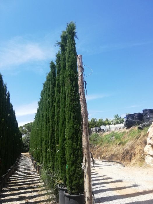 Cupressus Totem 100CM-150CM-200CM-250CM-300CM-400CM-500CM