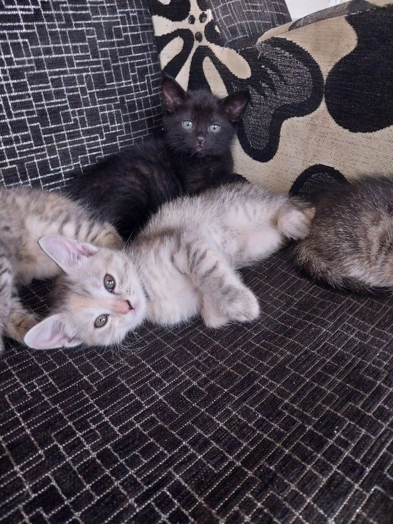 Котёнок девочка в хорошие руки