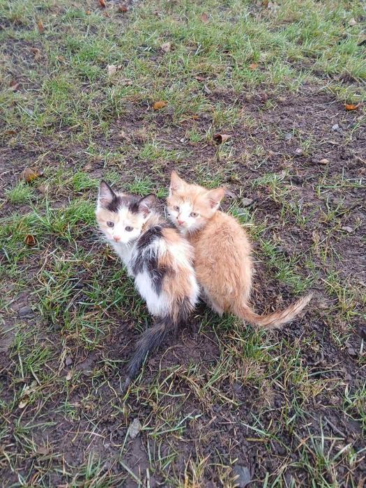 Вiддамо симпатичне кошеня