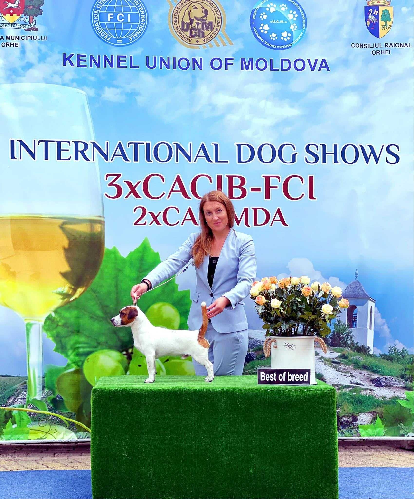 Jack Russell Terrier reproduktor FCI Fioletowa magia