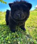 Chow Chow piekna suczka ! Gotowa do odbioru !
