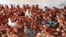 Kury NIOSKI z wolnego wybiegu ! Rossa Messa Leghorn ! TRANSPORT !
