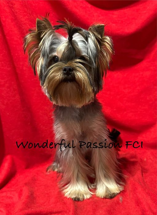 York Yorkshire terrier FCI ZKwP