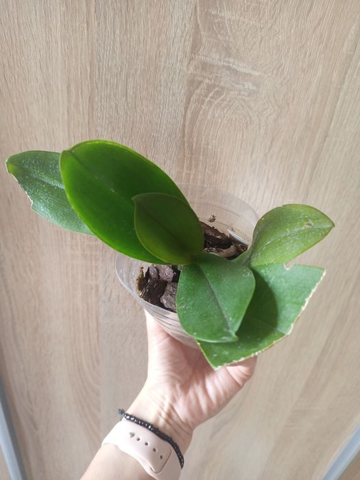 Продам дорослу рослину Лакі Кет