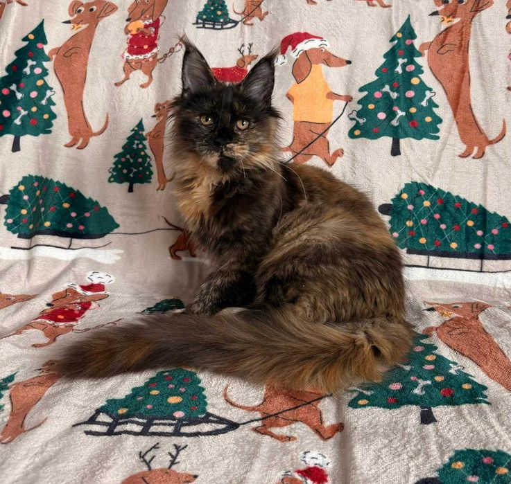 Kotka Maine coon czarna szylkretka f 09