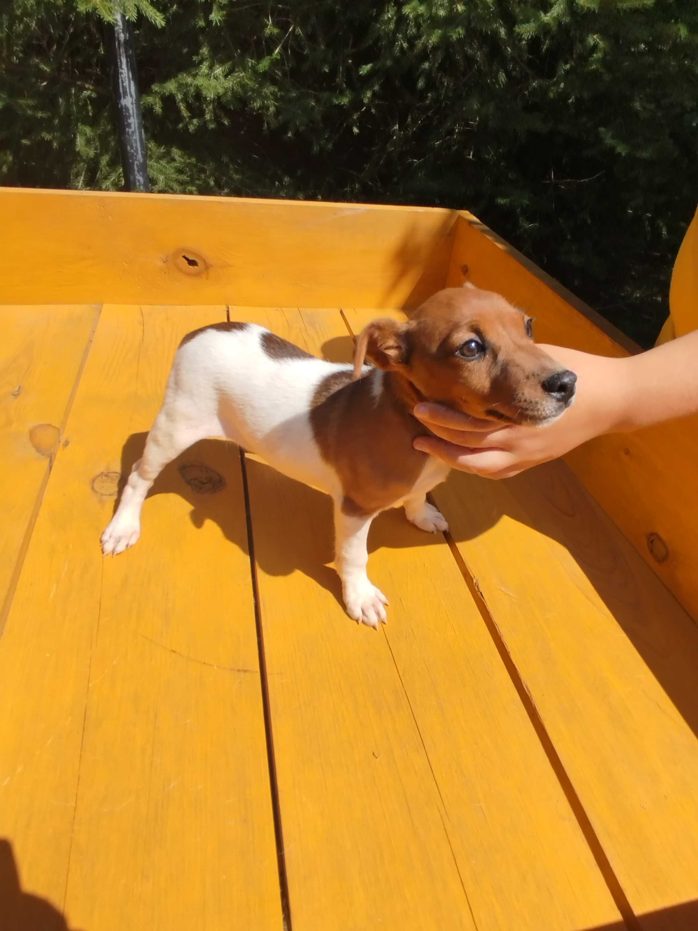 Jack Russell Terrier piesek tel.-5.7.5.3.0.2.0.3.9.