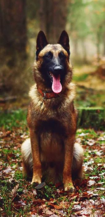 Owczarek Belgijski Malinois suka FCI