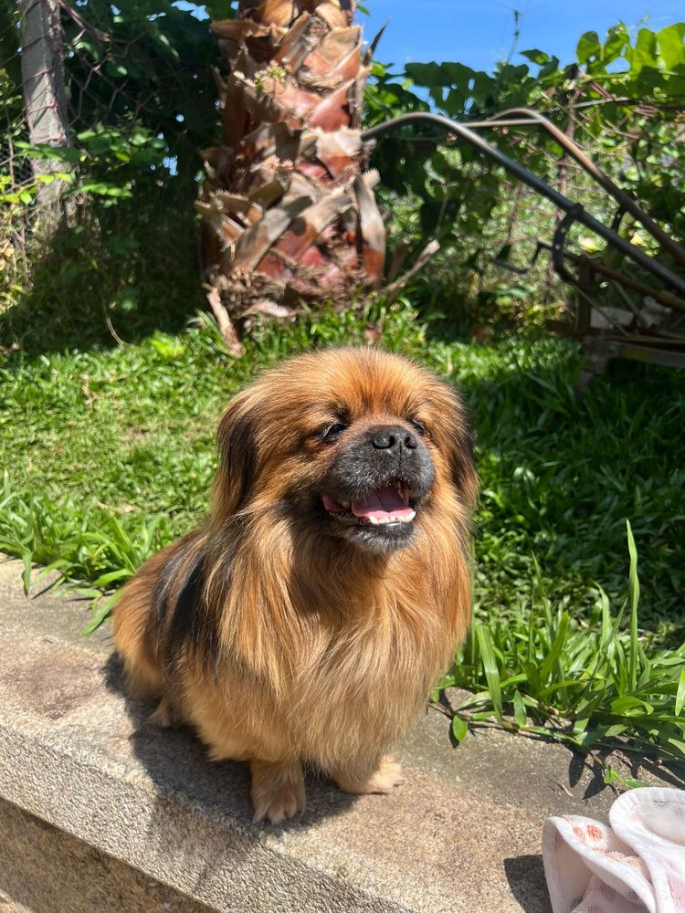 Marley - Pequinois, 2 anos