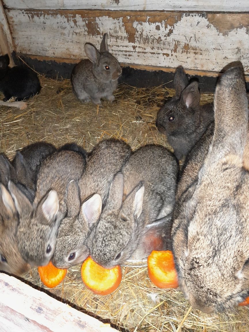 Młode zdrowe króliki samce i samice