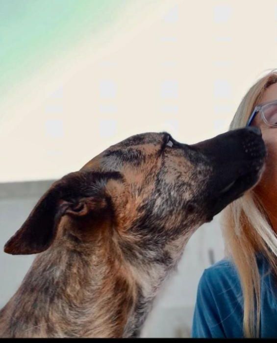 Raçado de pastor belga