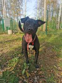 Szejk - mix amstaff, młody, szalony -schronisko