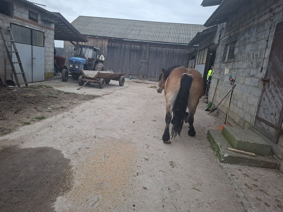 Sprzedam klacz zimnokrwisto