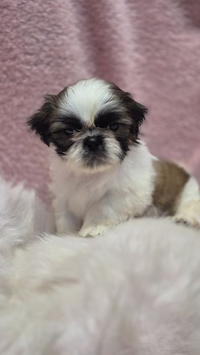 Suczka  Shih Tzu