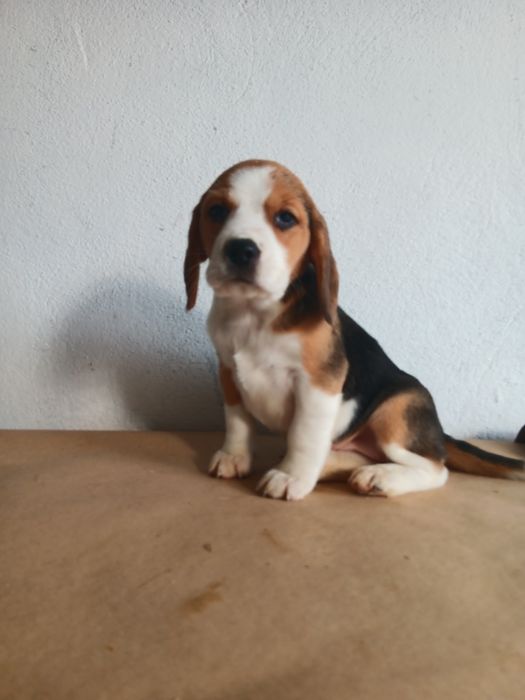 Beagle tricolor  porte pequeno