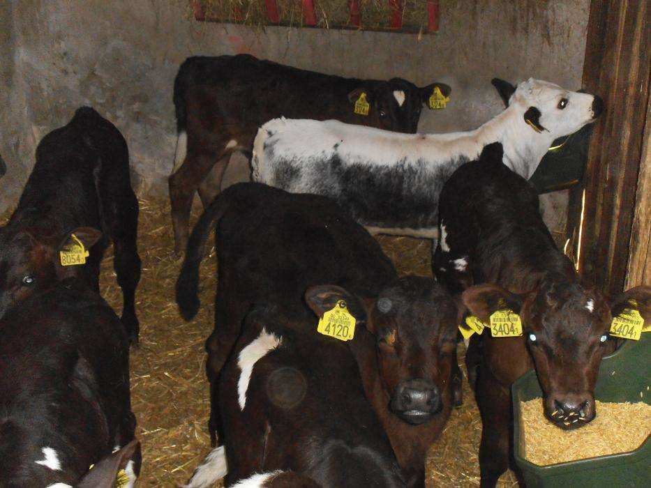 Byczki, Jałówki Mięsne MM, kredyt , transport, Jałówki HF mleczne