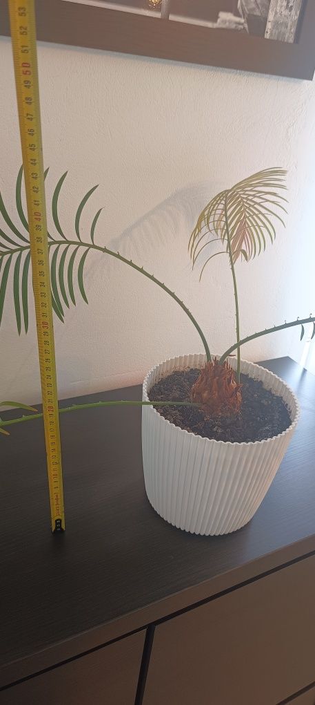 Sagowiec (Cycas revolta) palma