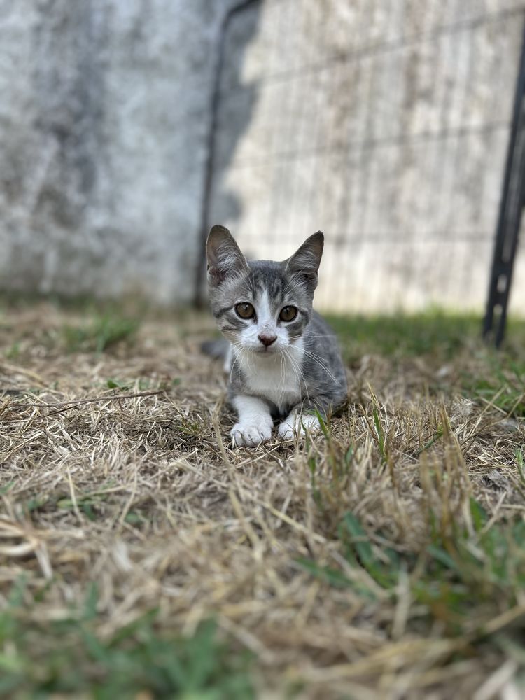 Gatinho para adoção