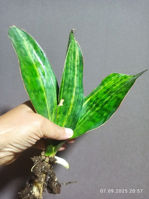 Сансевієрії 12 сортів і інші