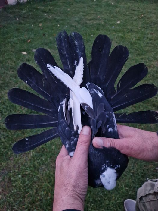 Orliki szariki gołębie