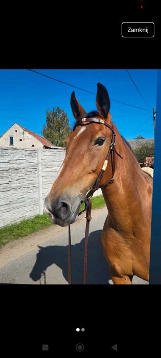 NOWE ogłowia westernowe +wodze