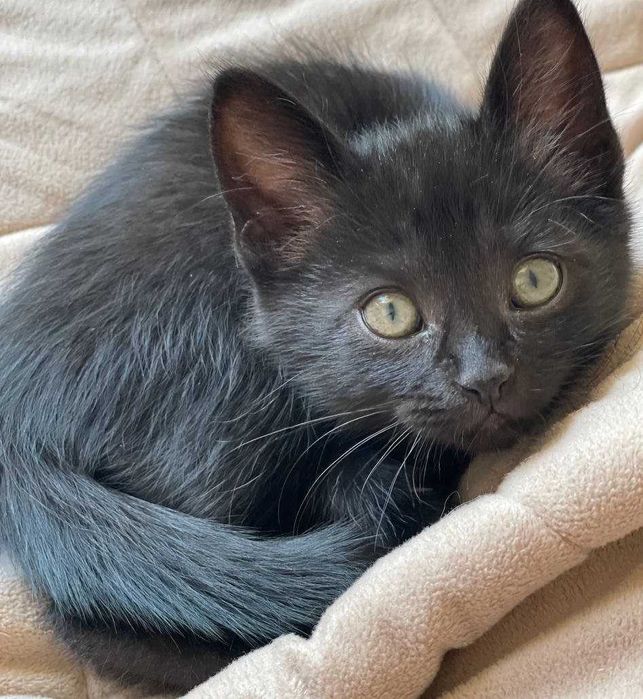 Красивые малыши котята ищут дом