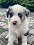 Niebieskooka suczka Border Collie z domowej hodowli HOPE