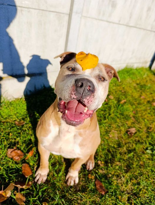 Oddam amstaff / pitbull