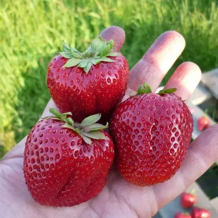 Продам саджанці полуниці