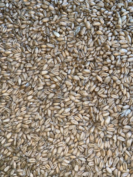 Pszenica do kur, gołębi