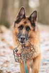 Owczarek Niemiecki Max do adopcji!