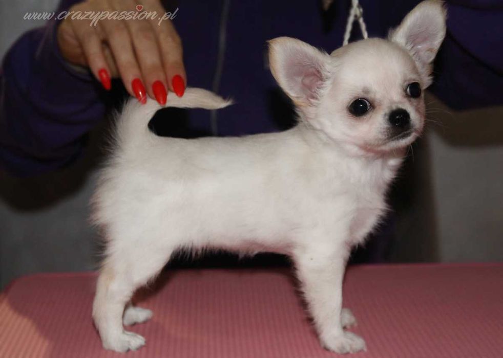 Prześliczna chihuahua długowłosa MY VANILLA LOVE Crazy Passion
