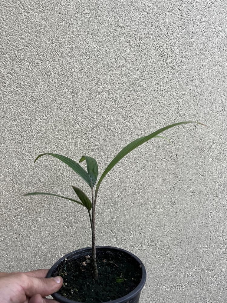 Palmeira Veitchia joannis