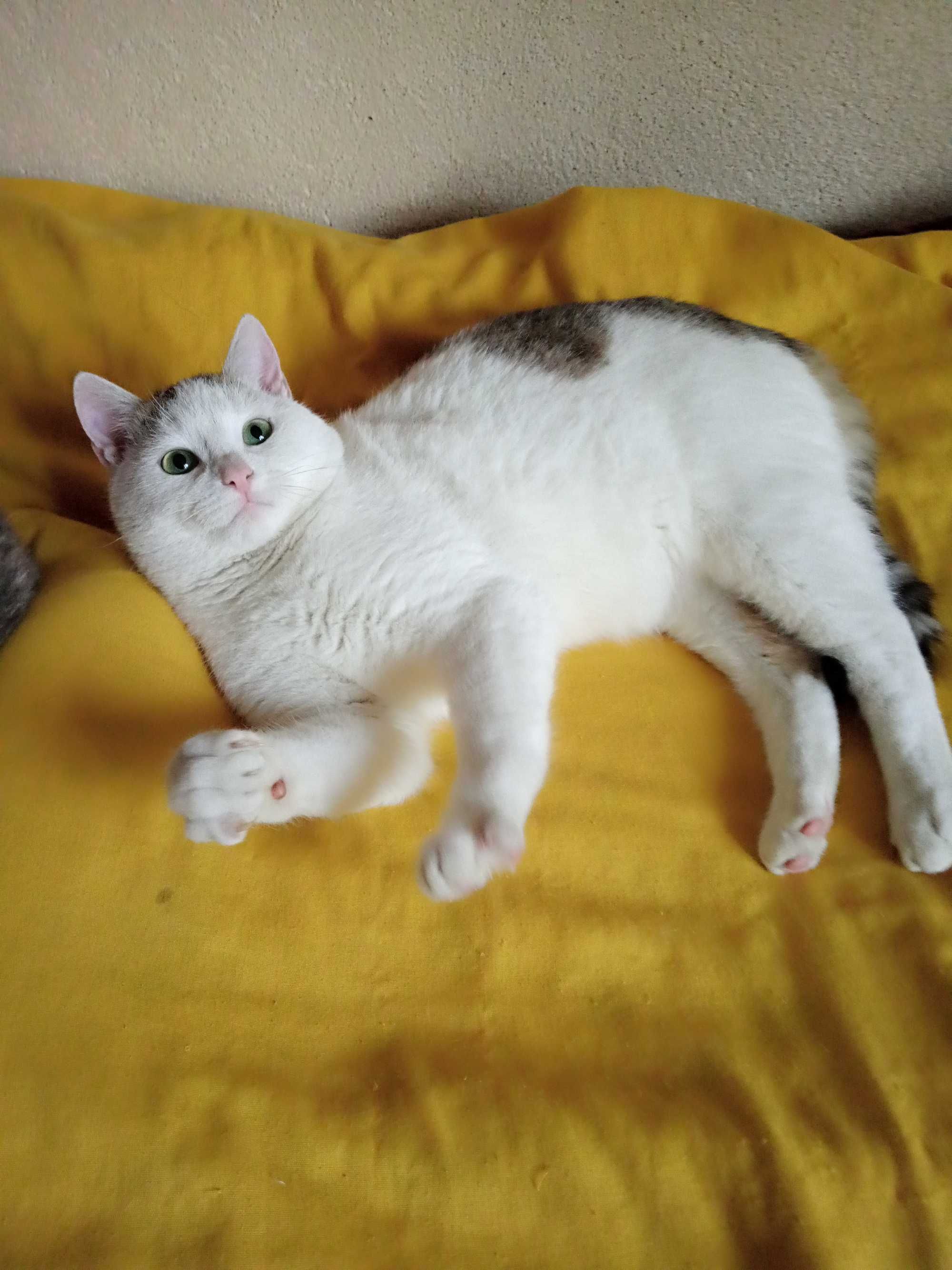 Подарую котиків у добрі руки