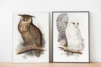 Plakaty 2szt - Sowy 2x~21x30cm Ornitologia beże obrazy ryciny z XIXw