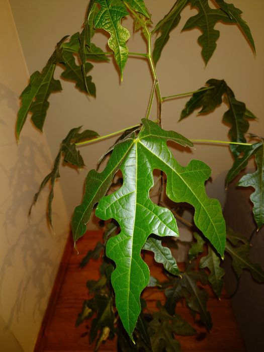 Brachychiton klonolistny