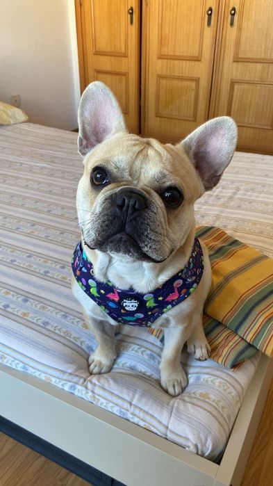 Montas - Bulldog French Cream *experiência*