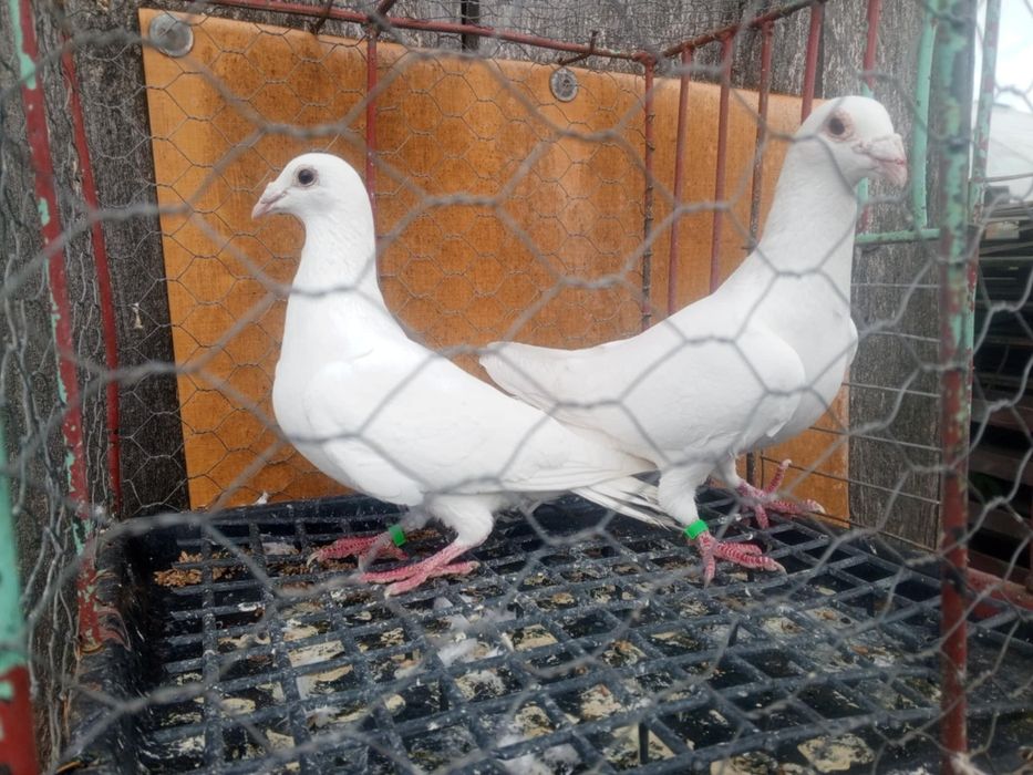 Gołębie białe Gołębie pocztowe Para Ptaki Gołębie ozdobne