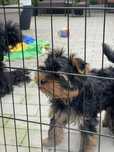 Yorkshire Terrier Piesek Nero