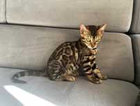 Kocurek bengalski piekny prxytulas