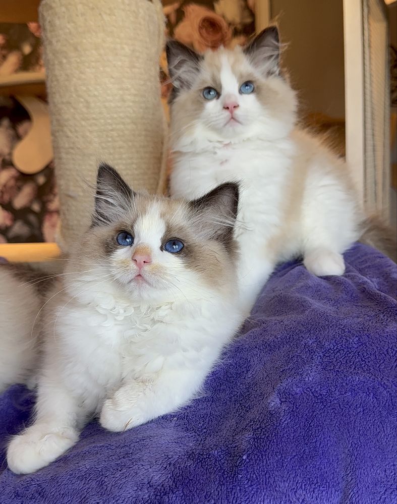 Sleepy i Spaiki kocieta Ragdoll