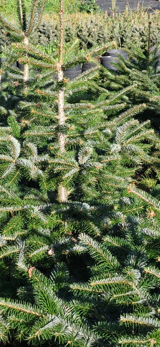 Sprzedam Jodłę Kaukaską w Donicy wys. od 150-200 cm